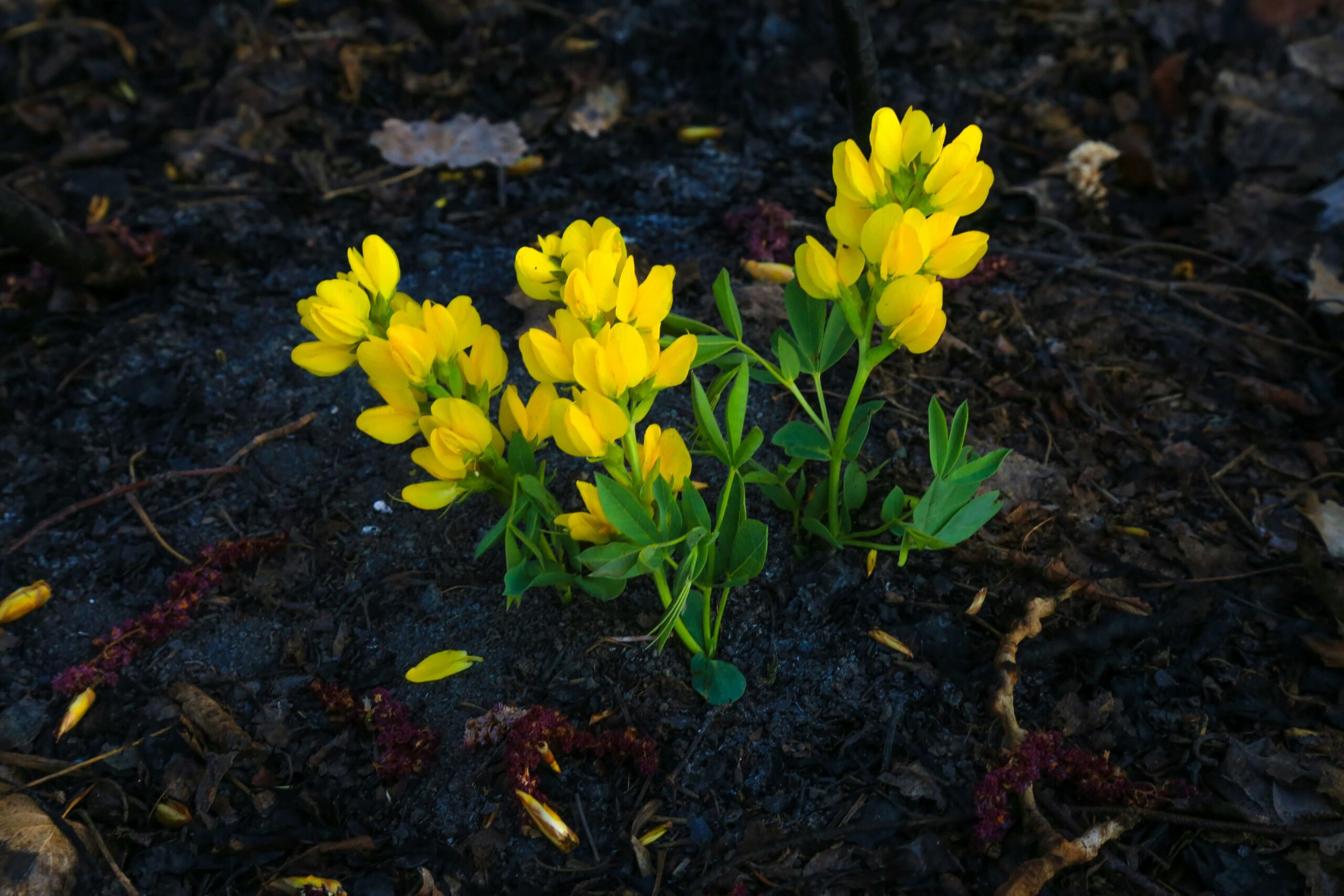 Image of yellow flowers growing from wet leaves. With trauma therapy in Saint Petersburg, FL you can begin to cope with your past trauma.